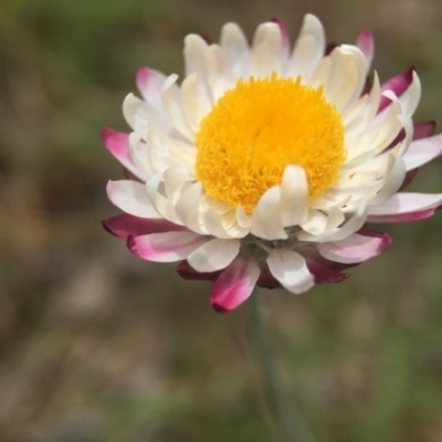 Leucochrysum albicans subsp. tricolor (Hoary Sunray) at Sutton, ACT - 22 Oct 2015 by JasonC