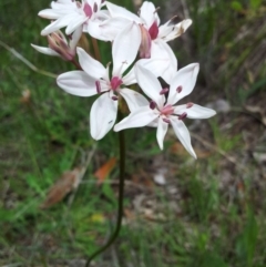 Burchardia umbellata (Milkmaids) at Mount Taylor - 22 Oct 2015 by RosemaryRoth