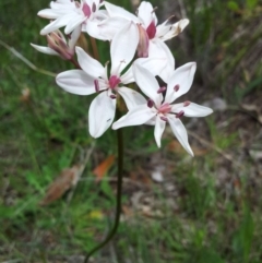 Burchardia umbellata (Milkmaids) at Kambah, ACT - 22 Oct 2015 by RosemaryRoth