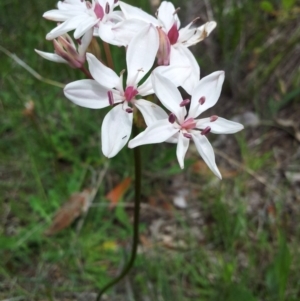 Burchardia umbellata at Kambah, ACT - 22 Oct 2015