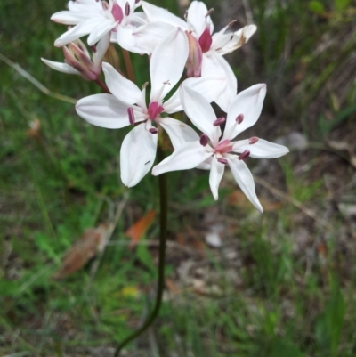 Burchardia umbellata (Milkmaids) at Kambah, ACT - 22 Oct 2015 by RosemaryRoth