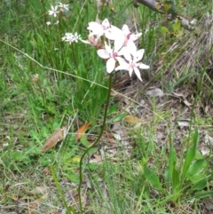 Burchardia umbellata at Kambah, ACT - 22 Oct 2015