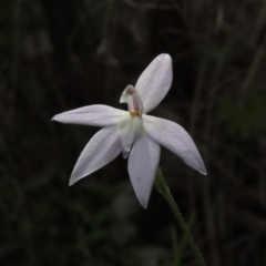 Glossodia major (Wax Lip Orchid) at Tennent, ACT - 20 Oct 2015 by MichaelBedingfield