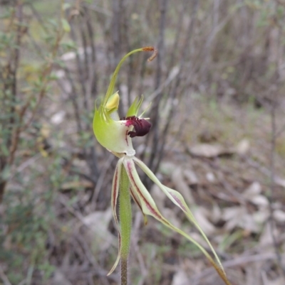 Caladenia parva (Brown-clubbed Spider Orchid) at Tennent, ACT - 20 Oct 2015 by MichaelBedingfield