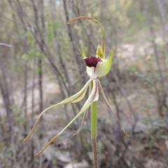 Caladenia parva at Tennent, ACT - 20 Oct 2015