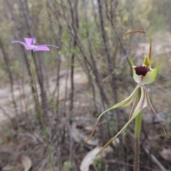 Caladenia parva at Tennent, ACT - 20 Oct 2015