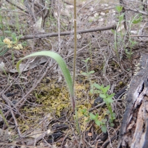 Caladenia parva at Tennent, ACT - 20 Oct 2015