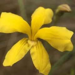 Goodenia pinnatifida (Scrambled Eggs) at Gungahlin, ACT - 22 Oct 2015 by JasonC