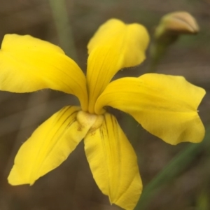 Goodenia pinnatifida at Gungahlin, ACT - 22 Oct 2015 07:35 PM