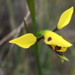 Diuris sulphurea (Tiger Orchid) at Sutton, ACT - 22 Oct 2015 by JasonC