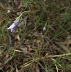 Wahlenbergia sp. at Sutton, ACT - 22 Oct 2015 07:40 PM