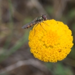 Leptorhynchos squamatus (Scaly Buttons) at Sutton, ACT - 22 Oct 2015 by JasonC