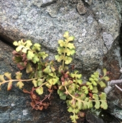 Asplenium subglandulosum (Blanket Fern) at Williamsdale, NSW - 22 Oct 2015 by APB