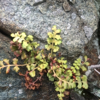 Asplenium subglandulosum (Blanket Fern) at Williamsdale, NSW - 22 Oct 2015 by APB