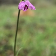 Arthropodium minus (Small Vanilla Lily) at Gungahlin, ACT - 22 Oct 2015 by JasonC