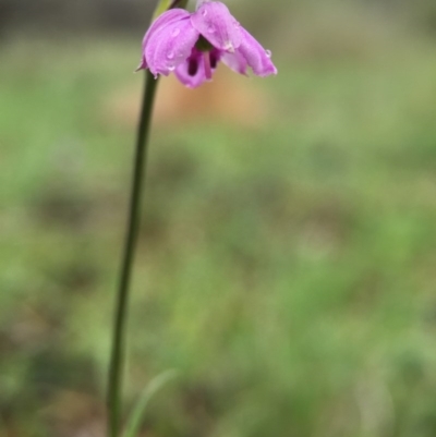 Arthropodium minus (Small Vanilla Lily) at Gungahlin, ACT - 22 Oct 2015 by JasonC