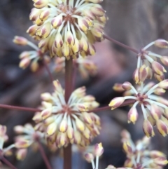 Lomandra multiflora at Gungahlin, ACT - 22 Oct 2015