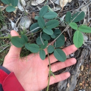 Oxytes brachypoda at Williamsdale, NSW - 22 Oct 2015