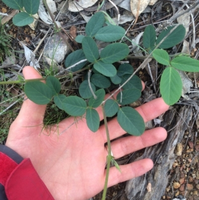 Oxytes brachypoda (Large Tick-trefoil) at Williamsdale, NSW - 22 Oct 2015 by APB