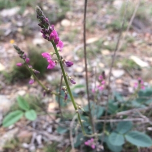 Oxytes brachypoda at Williamsdale, NSW - 22 Oct 2015