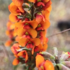 Dillwynia sericea (Egg And Bacon Peas) at Sutton, ACT - 22 Oct 2015 by JasonC