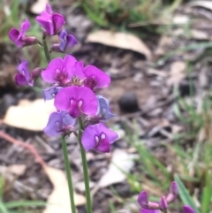 Swainsona recta (Small Purple Pea) at Tuggeranong DC, ACT - 22 Oct 2015 by APB