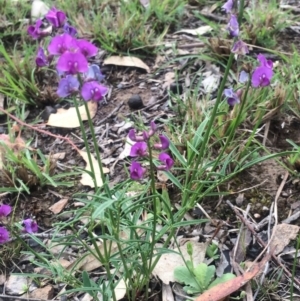 Swainsona recta at Tuggeranong DC, ACT - suppressed