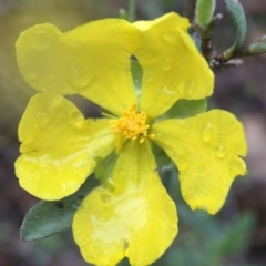 Hibbertia obtusifolia (Grey Guinea-flower) at Gungahlin, ACT - 22 Oct 2015 by JasonC