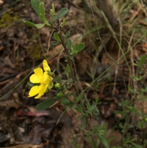 Hibbertia obtusifolia at Gungahlin, ACT - 22 Oct 2015 07:51 PM