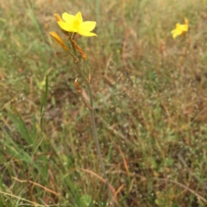 Bulbine bulbosa at Sutton, ACT - 22 Oct 2015