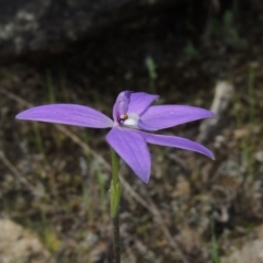 Glossodia major (Wax Lip Orchid) at Tennent, ACT - 20 Oct 2015 by MichaelBedingfield