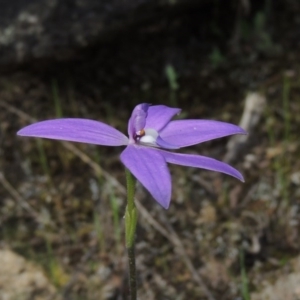 Glossodia major at Tennent, ACT - suppressed