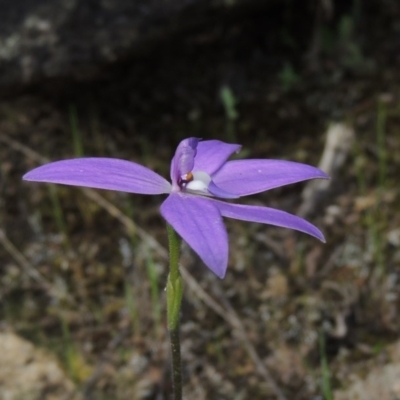 Glossodia major (Wax Lip Orchid) at Tennent, ACT - 20 Oct 2015 by MichaelBedingfield