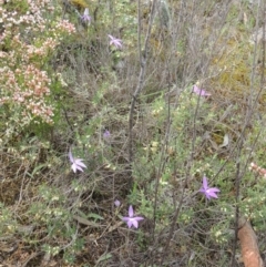 Glossodia major at Tennent, ACT - suppressed