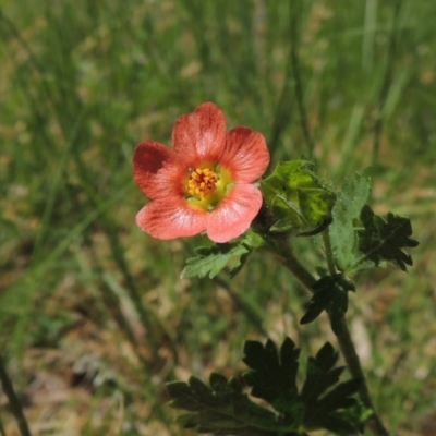 Modiola caroliniana (Red-flowered Mallow) at Point Hut to Tharwa - 10 Oct 2015 by MichaelBedingfield