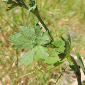 Modiola caroliniana at Paddys River, ACT - 10 Oct 2015 12:00 AM