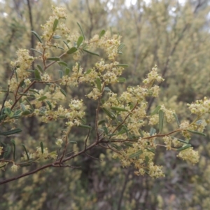 Pomaderris angustifolia at Tennent, ACT - 20 Oct 2015 05:42 PM