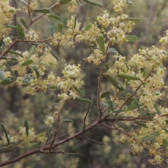 Pomaderris angustifolia at Tennent, ACT - 20 Oct 2015 05:42 PM