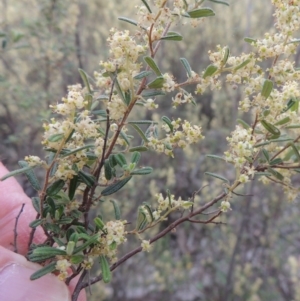 Pomaderris angustifolia at Tennent, ACT - 20 Oct 2015 05:42 PM