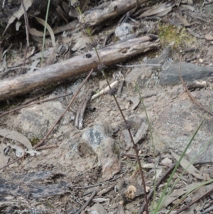 Lomandra multiflora at Tennent, ACT - 20 Oct 2015