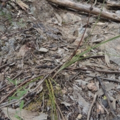 Lomandra multiflora at Tennent, ACT - 20 Oct 2015