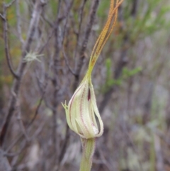 Caladenia parva (Brown-clubbed Spider Orchid) at Tennent, ACT - 20 Oct 2015 by MichaelBedingfield