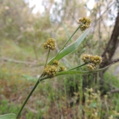 Luzula flaccida (Pale Woodrush) at Tennent, ACT - 20 Oct 2015 by MichaelBedingfield