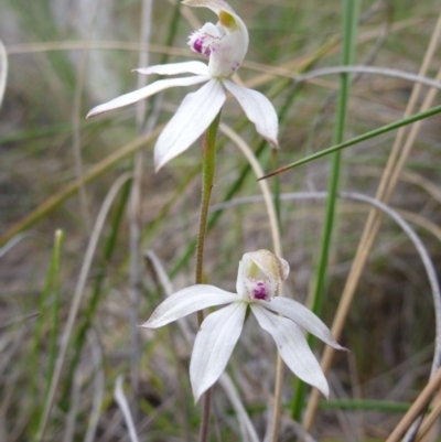 Caladenia moschata (Musky Caps) at Bruce, ACT - 23 Oct 2015 by jksmits