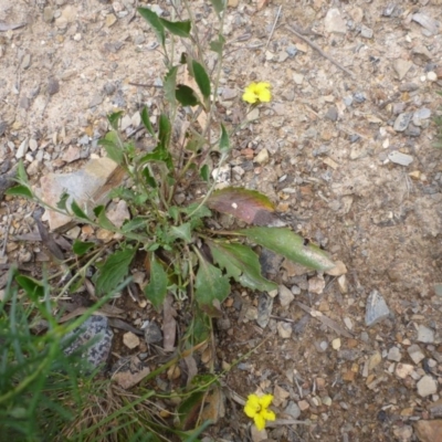 Goodenia hederacea subsp. hederacea (Ivy Goodenia, Forest Goodenia) at Bruce, ACT - 23 Oct 2015 by jks