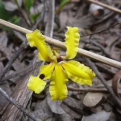 Goodenia hederacea subsp. hederacea (Ivy Goodenia, Forest Goodenia) at Bruce, ACT - 23 Oct 2015 by jks