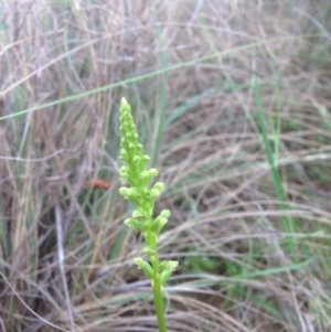 Microtis sp. at Molonglo River Reserve - suppressed