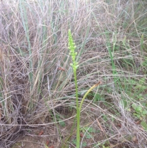 Microtis sp. at Molonglo River Reserve - suppressed