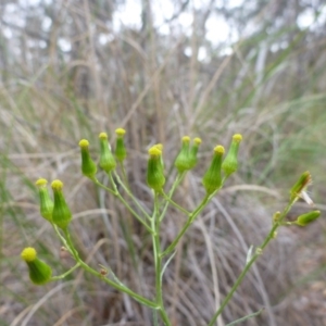 Senecio quadridentatus at Bruce, ACT - 23 Oct 2015 12:59 PM