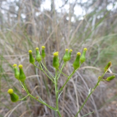 Senecio quadridentatus (Cotton Fireweed) at Bruce, ACT - 23 Oct 2015 by jks